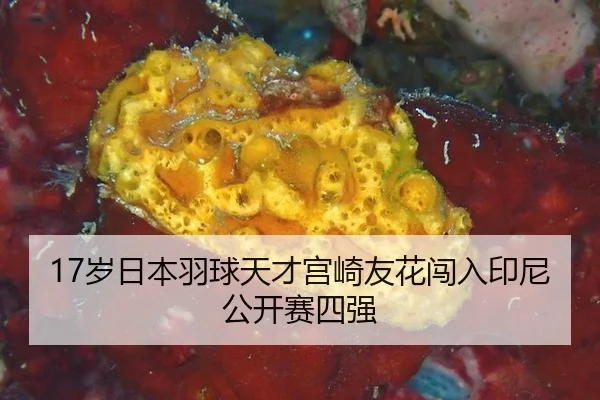 17岁日本羽球天才宫崎友花闯入印尼公开赛四强